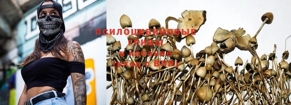 PSILOCYBIN Балахна